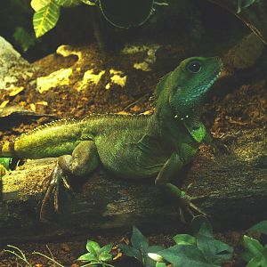 Chinese water dragon, 2014-02-16