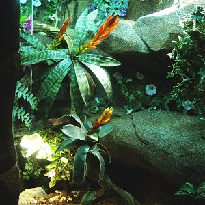 Chinese water dragon terrarium, 2014-02-16