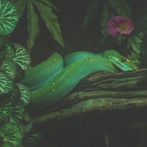 Green tree python (Morelia viridis), 2014-02-16