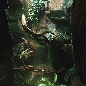 Green tree python terrarium, 2014-02-16