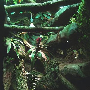 Solomon Islands prehensile-tailed skink terrarium, 2014-02-16