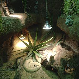 Western diamondback rattlesnake terrarium, 2014-02-16