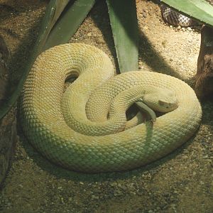Leucistic Western diamondback rattlesnake (Crotalus atrox), 2014-02-16