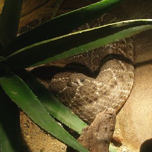 Western diamondback rattlesnake (Crotalus atrox), 2014-02-16