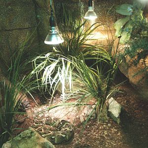 Puff adder terrarium, 2014-02-16