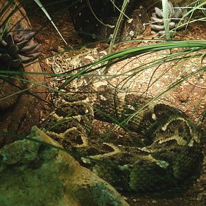 Puff adder (Bitis arietans), 2014-02-16