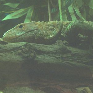 Northern caiman lizard (Dracaena guianensis), 2014-02-16