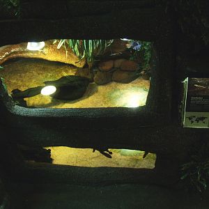 Common snake-necked turtle terrarium, 2014-02-16