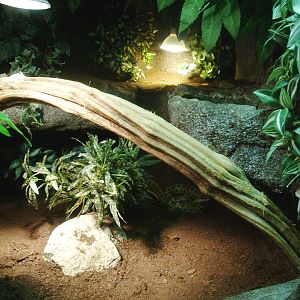 Cave beauty rat snake terrarium, 2014-02-16