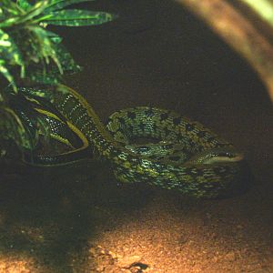 Cave beauty rat snake (Elaphe taeniura ridleyi), 2014-02-16