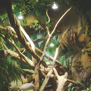 Green iguana exhibit, 2014-02-16