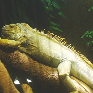 Green iguana (Iguana iguana), 2014-02-16