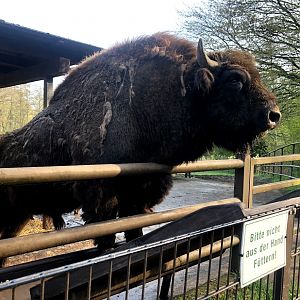 Wildpark Lüneburger Heide- male European bison- 2021