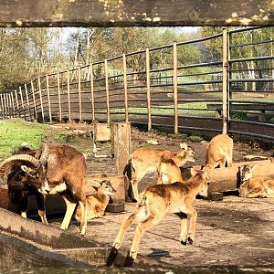 Wildpark Lüneburger Heide- mouflon group- 2021