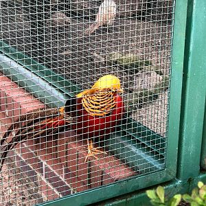 Wildpark Lüneburger Heide- golden pheasant- 2020