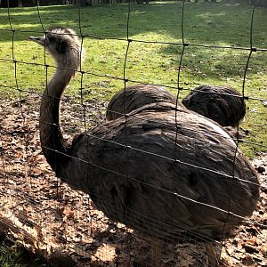 Wildpark Lüneburger Heide- rhea- 2021