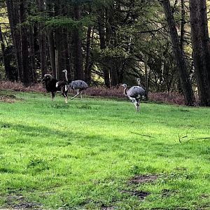 Wildpark Lüneburger Heide- rhea and mouflon- 2021