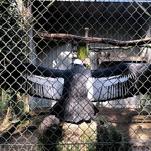 Wildpark Lüneburger Heide- Andean condor- 2021