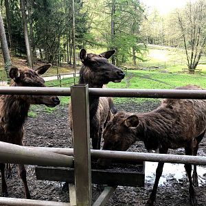 Wildpark Lüneburger Heide- group of female elk- 2021