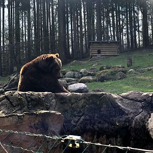 Wildpark Lüneburger Heide- female Kamchatka bear "Wanja"- 2021