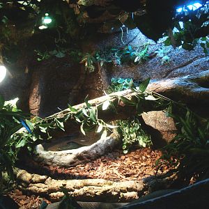 Snake terrarium, 2014-02-16