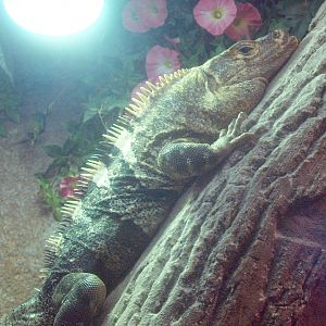 Black iguana (Ctenosaura similis), 2014-02-16