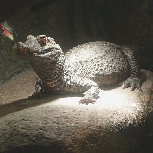 Cuvier's dwarf caiman (Paleosuchus palpebrosus), 2014-02-16