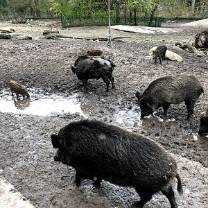 Wildpark Lüneburger Heide- wild boar group- 2021