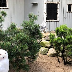 Wildpark Lüneburger Heide- snowy owl couple- 2021