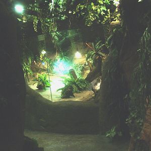 Cuvier's dwarf caiman and slider turtle exhibit, 2014-02-16