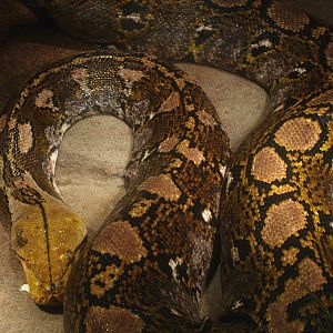 Reticulated python (Malayopython reticulatus), 2014-02-16