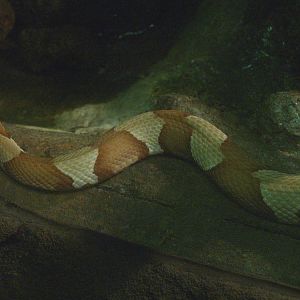 Copperhead (Agkistrodon contortrix), 2014-02-16