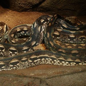 Malagasy ground boa (Acrantophis madagascariensis), 2014-02-16