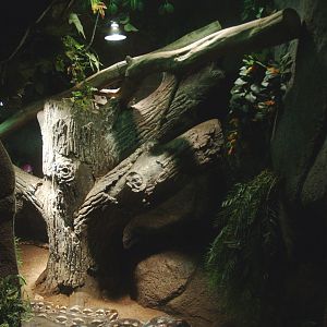 Malagasy ground boa terrarium, 2014-02-16