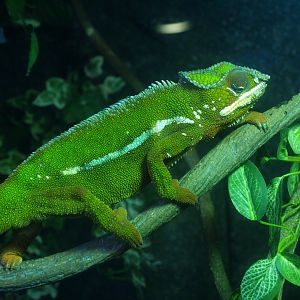 Panther chameleon (Furcifer pardalis), 2014-02-16