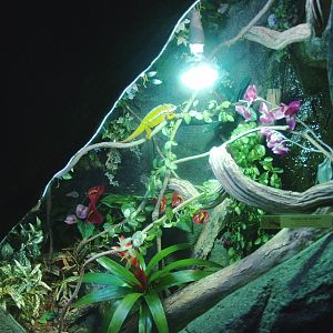 Panther chameleon terrarium, 2014-02-16