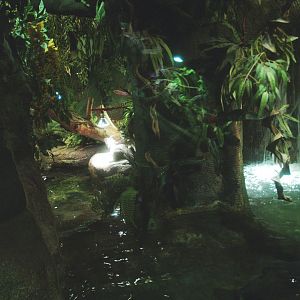 Cuvier's dwarf caiman and slider turtle exhibit, 2014-02-16