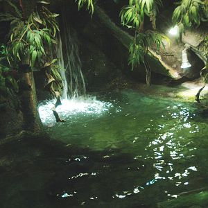 Cuvier's dwarf caiman and slider turtle exhibit, 2014-02-16