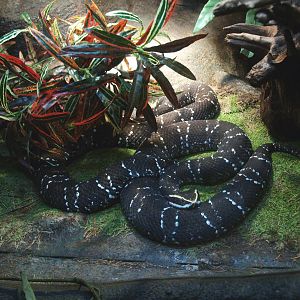 Mexican moccasin (Agkistrodon bilineatus), 2014-02-16