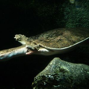 Florida softshelled turtle (Apalone ferox), 2014-02-16