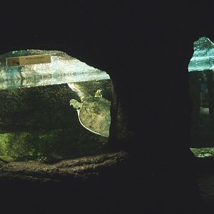 Florida softshelled turtle exhibit, 2014-02-16