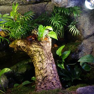 Part of the Sambava tomato frog terrarium, 2014-02-16