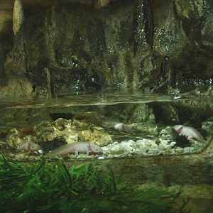 Axolotl exhibit in mock cave, 2014-02-16