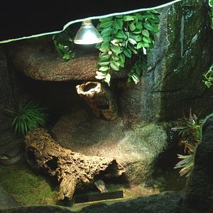 Monocled cobra terrarium, 2014-02-16