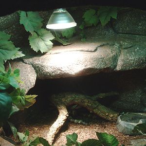 Florida kingsnake terrarium, 2014-02-16