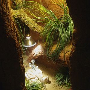 Nose-horned viper terrarium, 2014-02-16