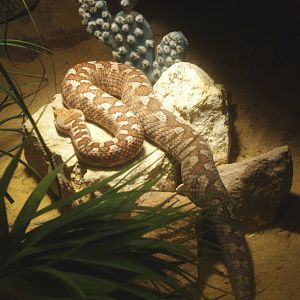 Nose-horned viper (Vipera ammodytes), 2014-02-16