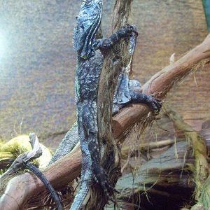 Frilled lizard (Chlamydosaurus kingii), 2014-02-16