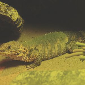 Giant girdled lizard (Smaug giganteus), 2014-02-16