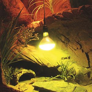 Giant girdled lizard terrarium, 2014-02-16